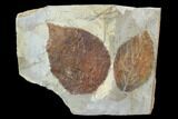 Two Fossil Leaves - Davidia And Celtis - Montana #95463-1